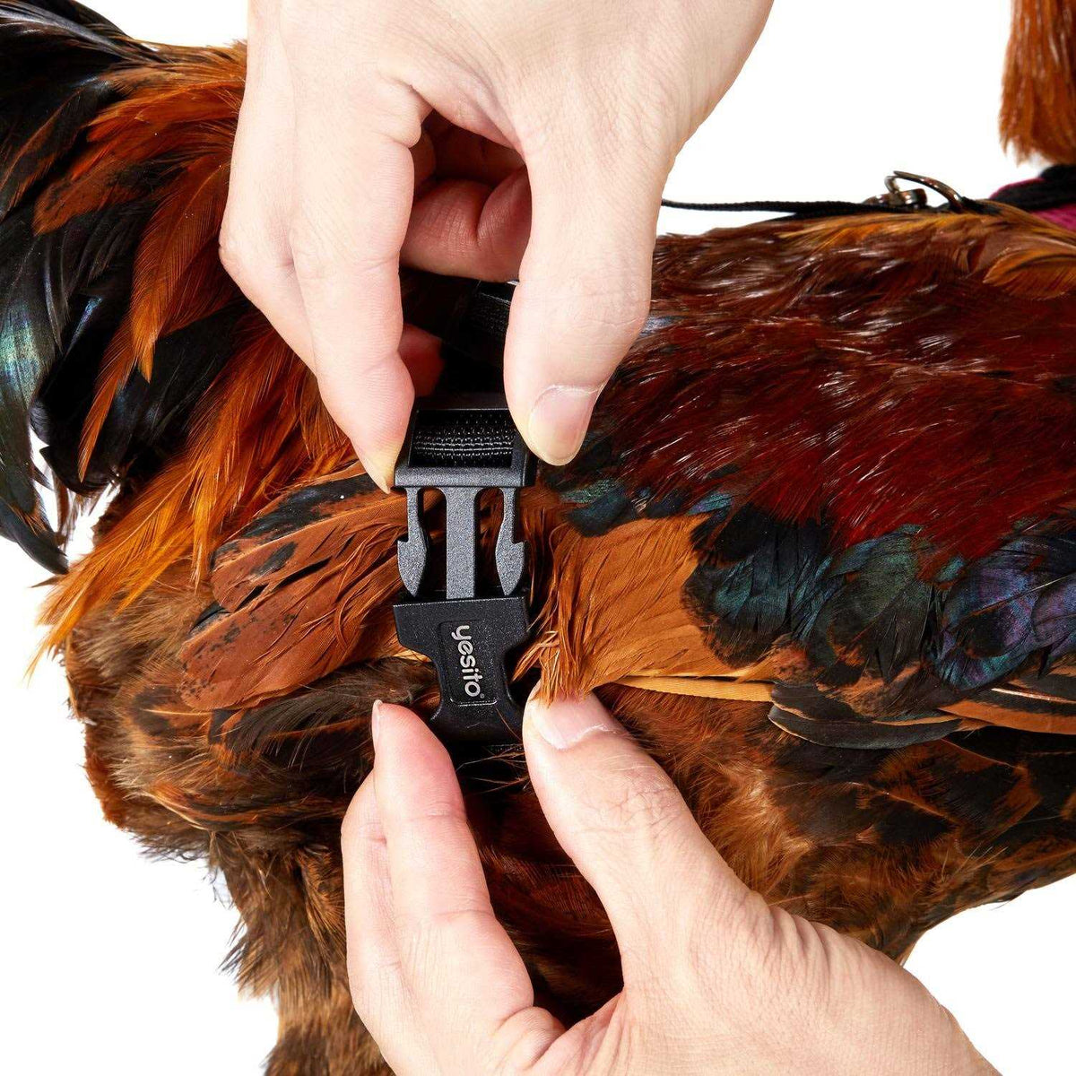 Chicken Harness with 6ft Leash F9669