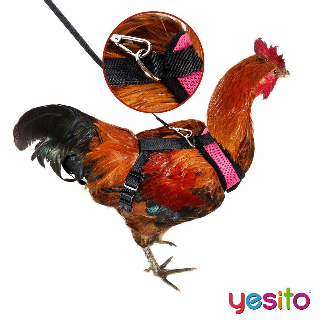 Chicken Harness with 6ft Leash F9669