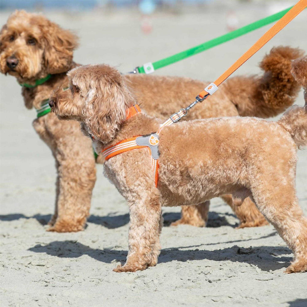 Dog Harness F98875