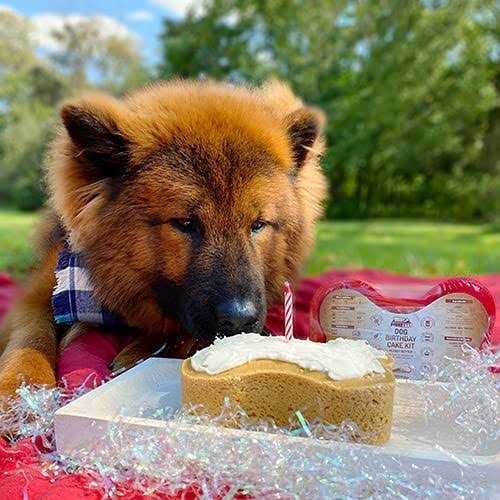 Dog Birthday Cake Kit Z1490