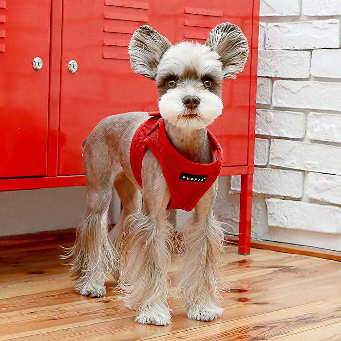 Soft B Vest Dog Harness W60094