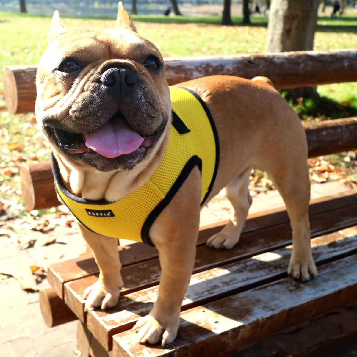 Soft B Vest Dog Harness W60094