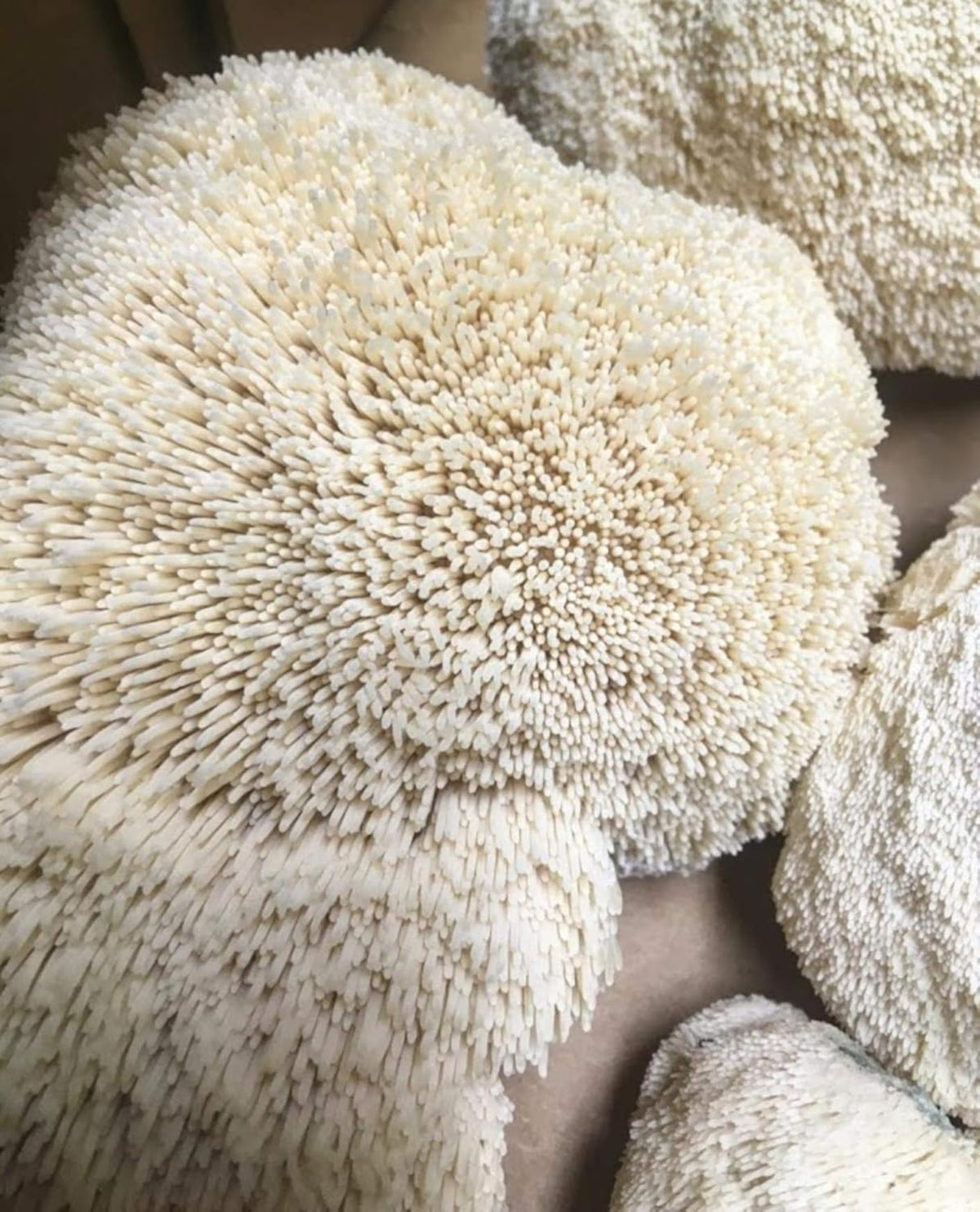 1 LB Lion's Mane Mushroom Spawn Mycelium A4284