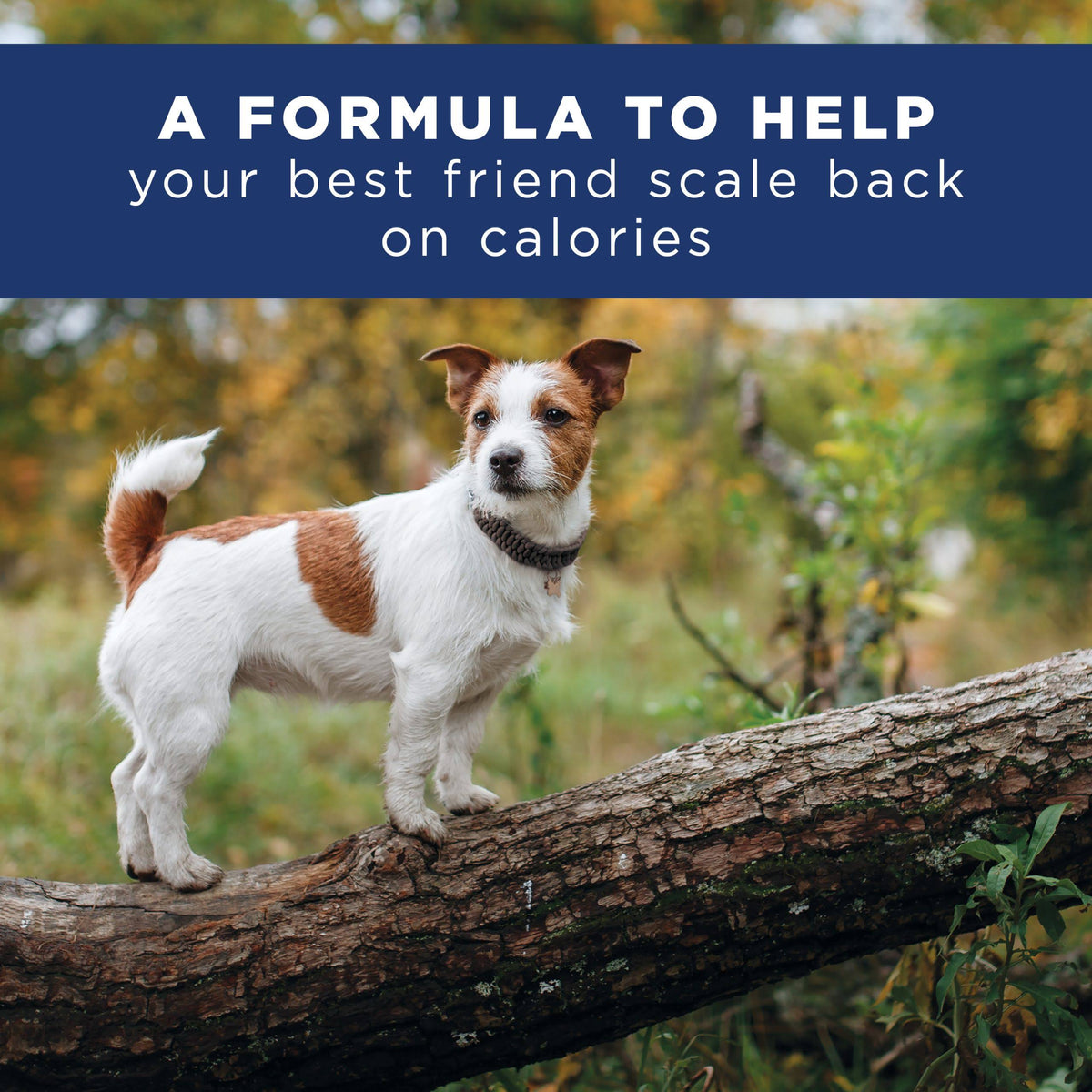 28 lb Chicken Meal Salmon Meal Barley Formula Dog Food G306