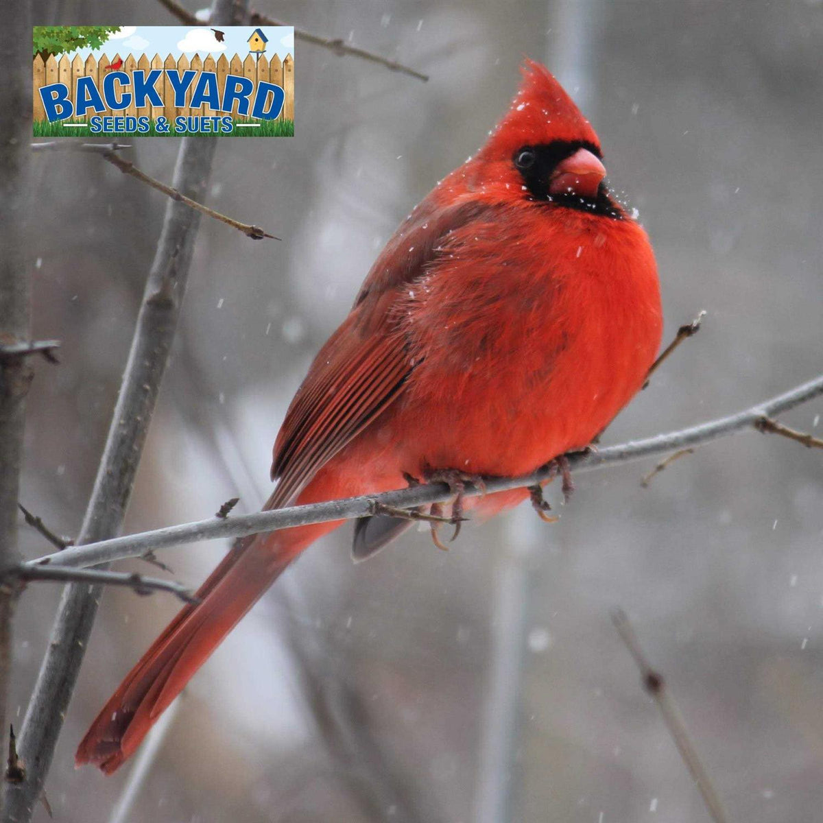 Safflower Bird Seed C30667