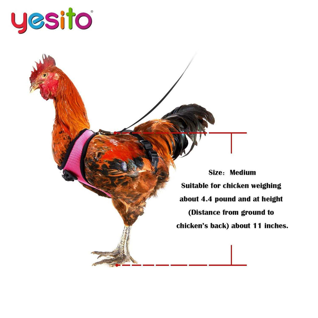 Chicken Harness with 6ft Leash F9669