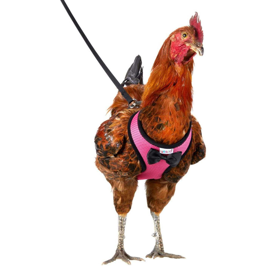 Chicken Harness with 6ft Leash F9669