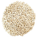 Safflower Bird Seed C30667