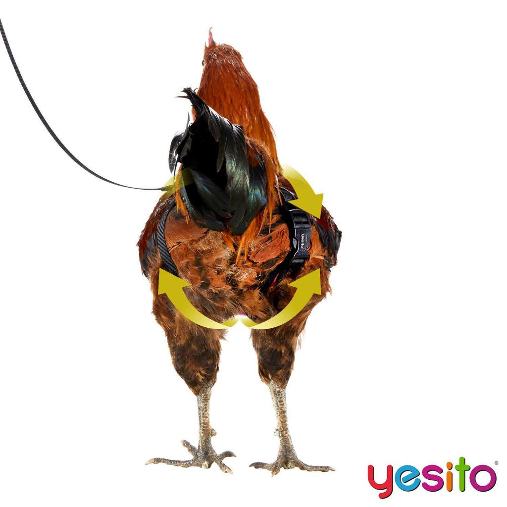 Chicken Harness with 6ft Leash F9669