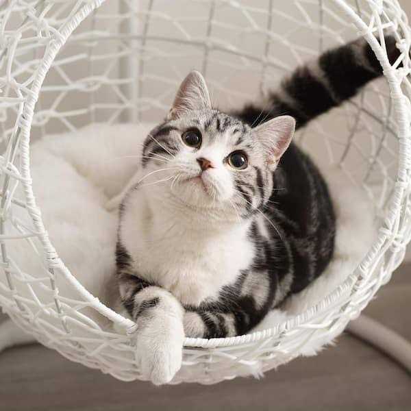 Hanging Egg Cat Condo F84465